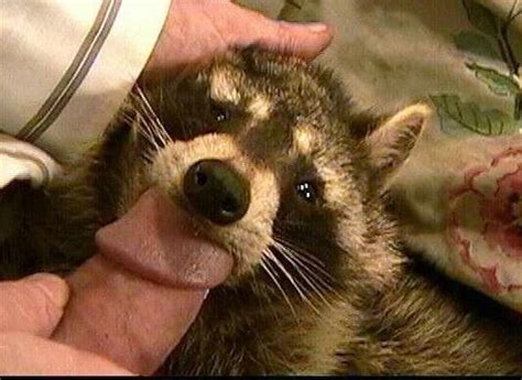 sad racoon blowjob